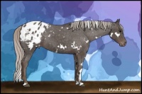 Horse Color:White Spotted Silver Black Blanket
