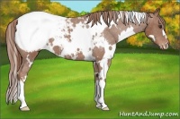 Horse Color:White Spotted Chestnut Snowcap 