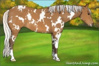 Horse Color:White Spotted Silver Buckskin 