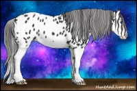 Horse Color:Black Splash Near Leopard 