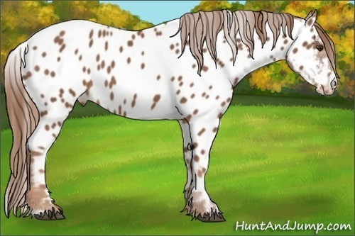 Horse Color: Chestnut Near Leopard 