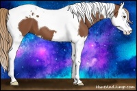 Horse Color:Chestnut Splash Tobiano 