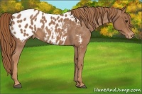 Horse Color:Red Roan Blanket Rabicano 