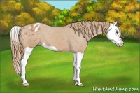 Horse Color:Chestnut Splash Appaloosa 