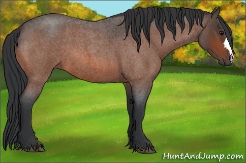 Horse Color: Bay Roan 