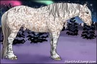 Horse Color:Bay Roan Appaloosa 