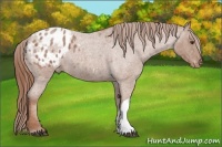 Horse Color:Red Roan Appaloosa