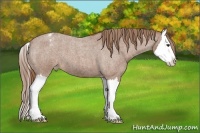 Horse Color:Red Roan Splash Appaloosa 