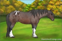 Horse Color:Brown Appaloosa 