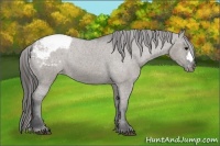 Horse Color:Grullo Appaloosa