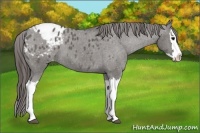 Horse Color:Grullo Splash Blanket 