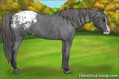 Horse Color:Black Splash Blanket 