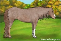 Horse Color:Chestnut Appaloosa 