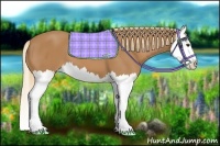 Horse Color:Chestnut Splash 