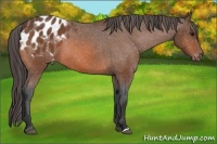 Horse Color:Bay Appaloosa
