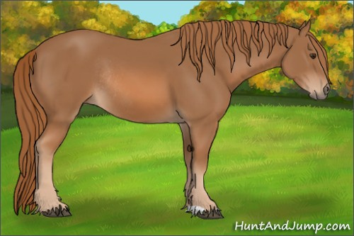 Horse Color: Chestnut Rabicano 