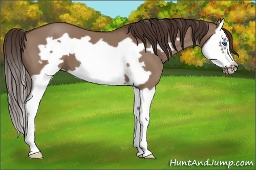 Horse Color:Liver Red Dun Splash Frame 