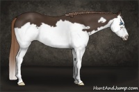 Horse Color:Liver Chestnut Splash Frame 