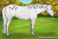Horse Color:Silver Grullo Appaloosa 