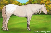 Horse Color:Red Dun Snowcap 