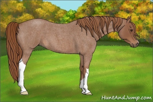 Horse Color: Red Roan 