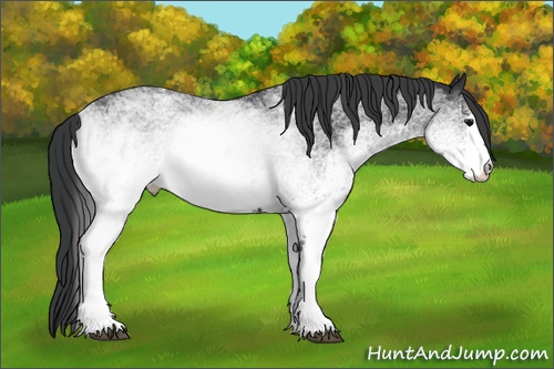 Horse Color: White Spotted Black 