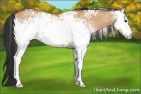 Horse Color:White Spotted Bay Dun 