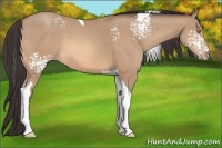 Horse Color:White Spotted Amber Champagne Tobiano 