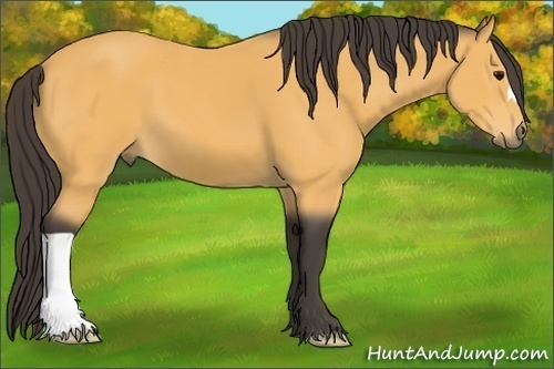 Horse Color: Buckskin 
