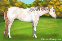 Horse Color:White Spotted Gold Champagne Ice Dun 