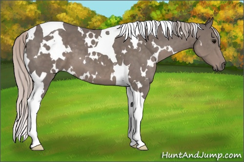 Horse Color: White Spotted Silver Black Tobiano 