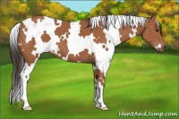 Horse Color:White Spotted Bay 