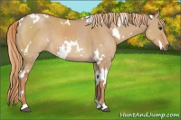 Horse Color:White Spotted Red Dun 