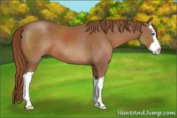 Horse Color:Chestnut Splash 