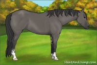Horse Color:Grullo Sabino 