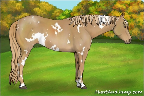 Horse Color: White Spotted Chestnut 