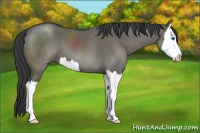 Horse Color:Grullo Sabino Splash 