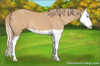Horse Color:Red Dun Splash 