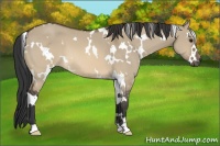 Horse Color:White Spotted Brown Dun 
