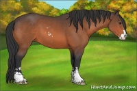 Horse Color:Bay Sabino 
