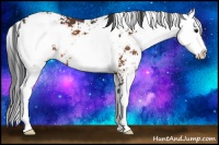 Horse Color:Bay Sabino 