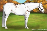 Horse Color:Bay Sabino 