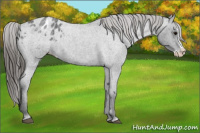 Horse Color:Blue Roan Splash Appaloosa 