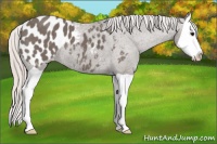 Horse Color:Silver Black Splash Blanket 