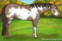 Horse Color:Liver Red Dun Frame 