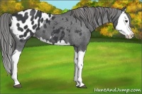 Horse Color:Black Splash Appaloosa 