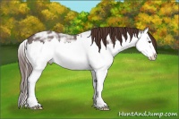 Horse Color:Liver Red Ice Roan Splash 