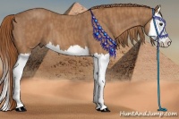 Horse Color:Red Roan Splash  Brindle