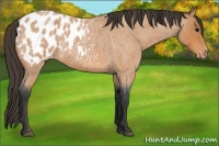 Horse Color:Bay Roan Blanket 