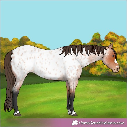Horse Color:Unknown 